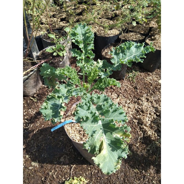 KALE CURLY / SAYURAN KALE KERITING