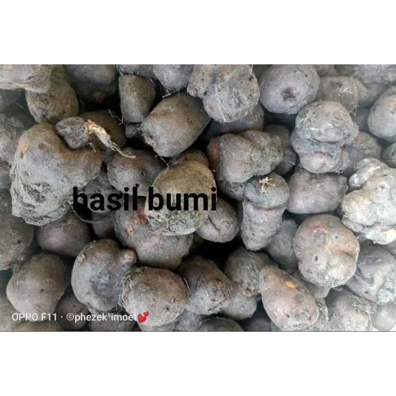 

READY Kentang kleci/kentang hitam 1kg