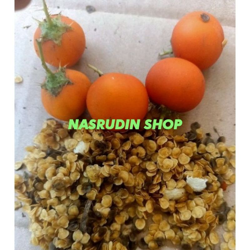 

[Fresh] BIJI TERONG PARI 200 BIJI / BENIH TERONG DURI