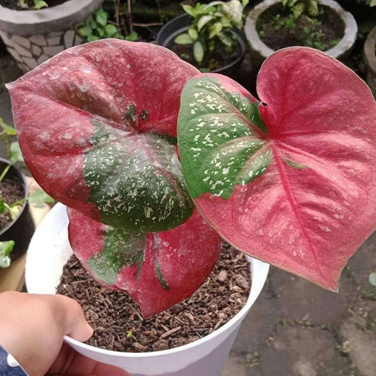 URY.22De22ғ ‑ Keladi Caladium Tanaman keladi Keladi baret Keladi baret merah Keladi baret merah mura