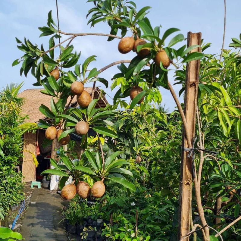 Pupuk Booster Organik Pelebat Buah Sawo Dan Perangsang Agar Cepat Berbuah