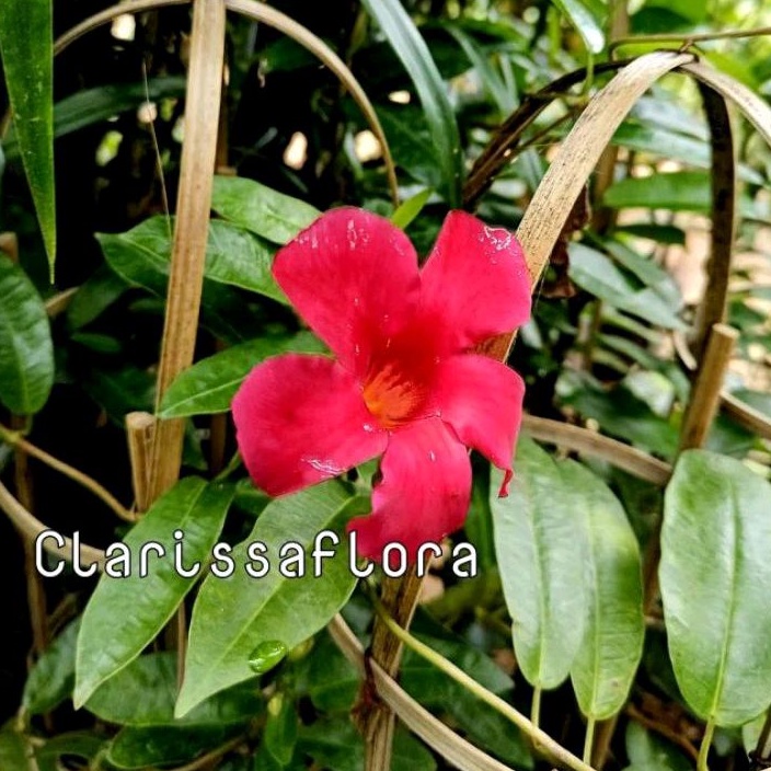 (bisa cod) promo tanaman hias alamanda bunga merah - pohon alamanda