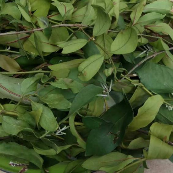 

Terlaris Today Daun Benalu Jeruk Nipis 250gram !!!