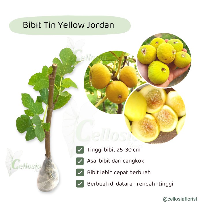 Bibit Tanaman Buah Tin Ara Kuning (Yellow Jordan) QQ33