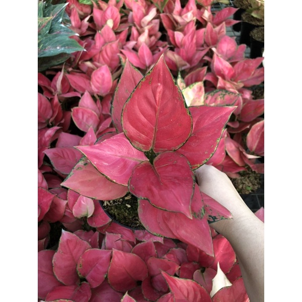 Aglaonema pink Catrina Lokal