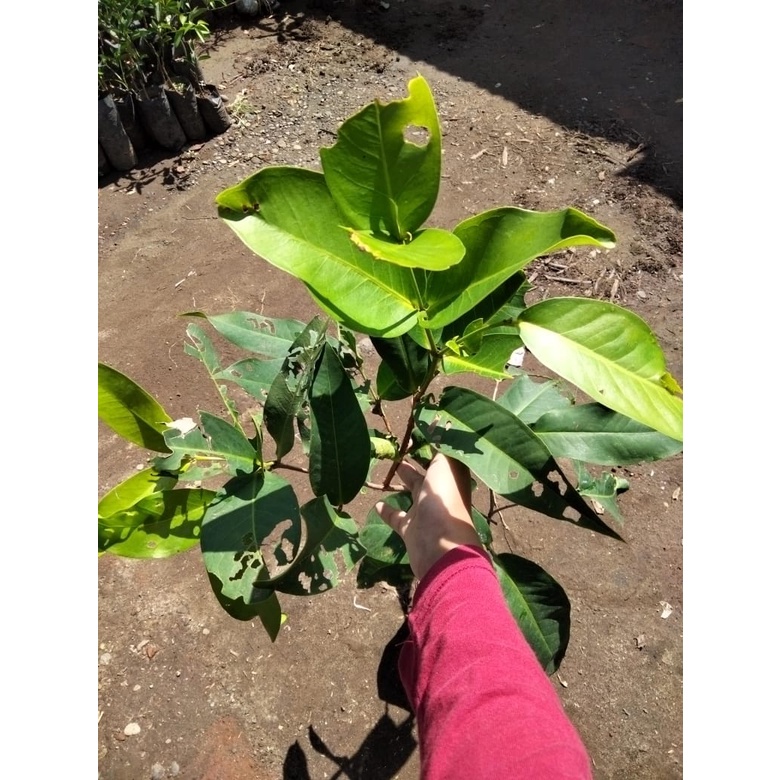 Bibit Jambu air susu/ jambu air madura