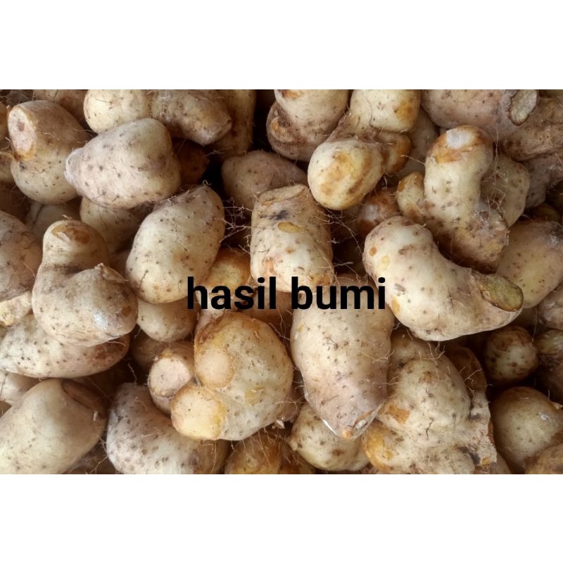 

READY Gembili ketan 1kg