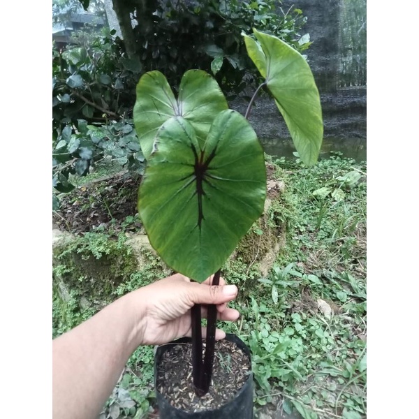 colocasia paraoh mask remaja