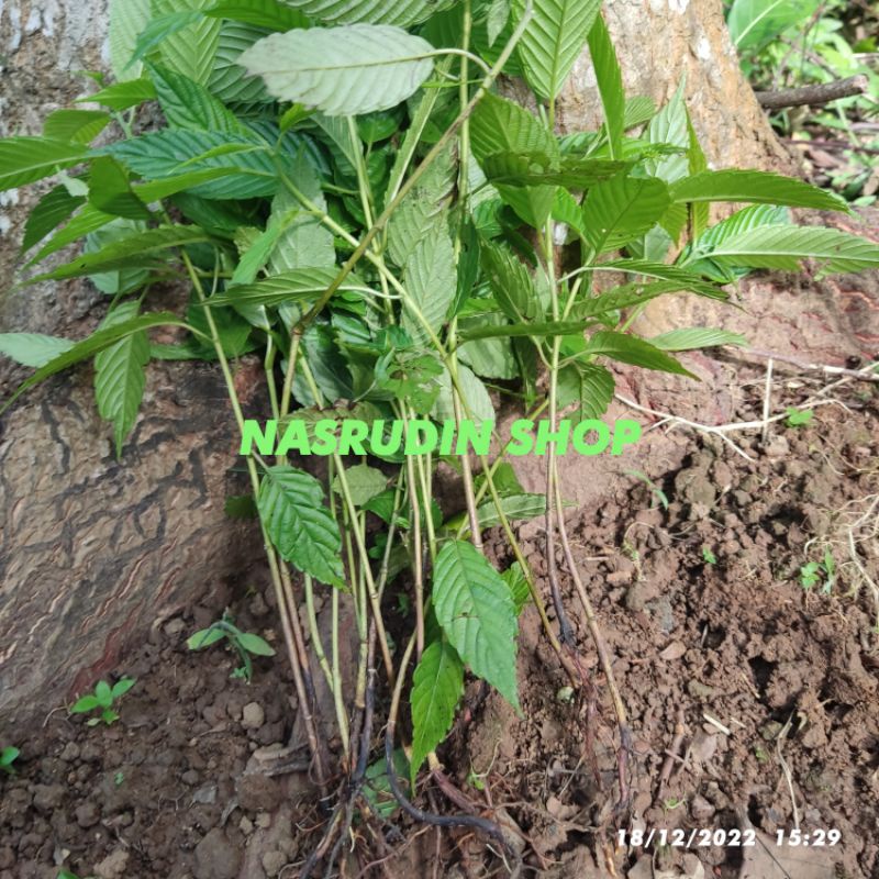 

[Fresh] BIBIT KAYU AFRIKA 30 POHON / BIBIT AFRIKA KAYU CABUTAN SIAP TANAM