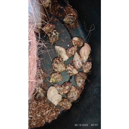 mainan kelomang rugosus M isi 8