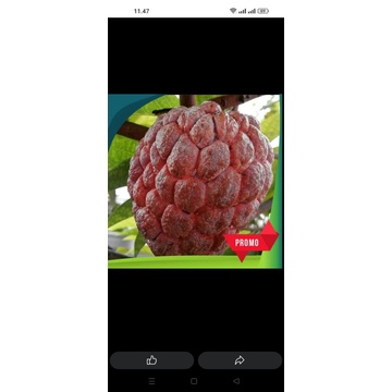 bibit buah mangga kelapa