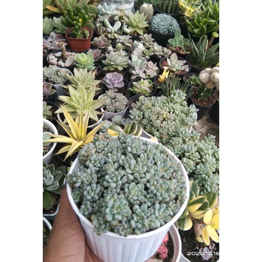 sukulen sedum sify