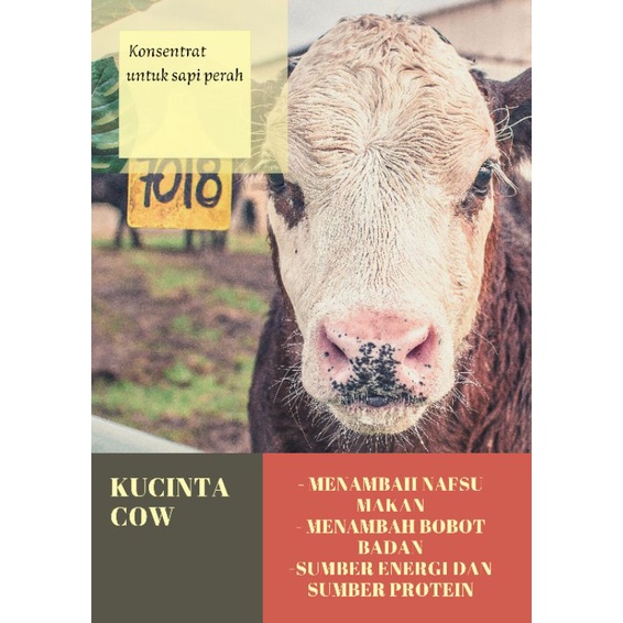 konsentrat sapi perah