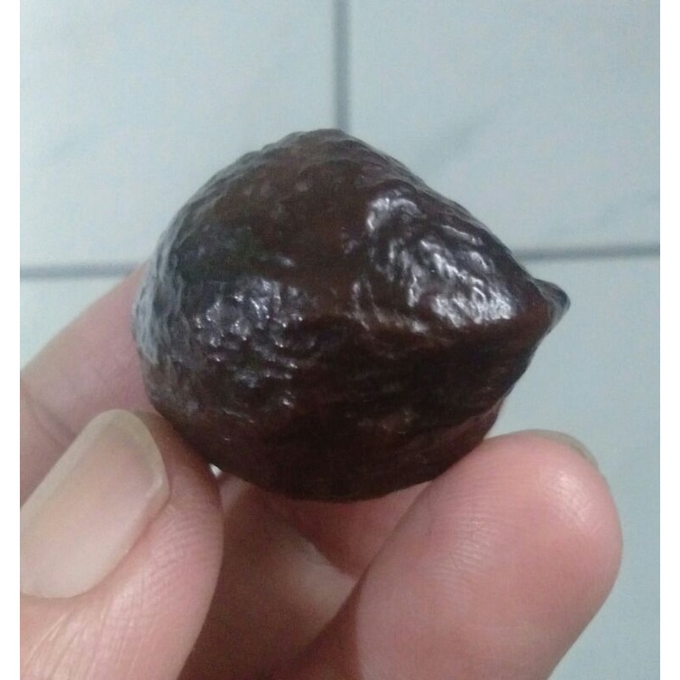 Muncang Adu Manohara JR Urgen Simetris