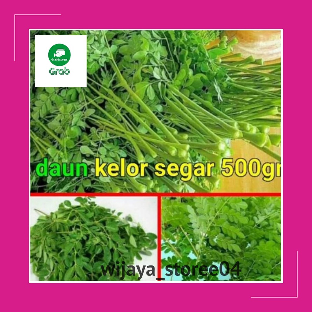 

DAUN KELOR SEGAR PETIK DADAKAN DARI KEBUN LANGSUNG