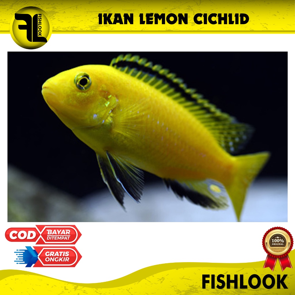 Ikan Lemon Cichild / Ikan Hias Air Tawar / Aquascape SIZE Medium-Besar