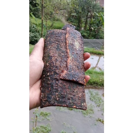 

Kulit kayu lemo basah segar 500 gram