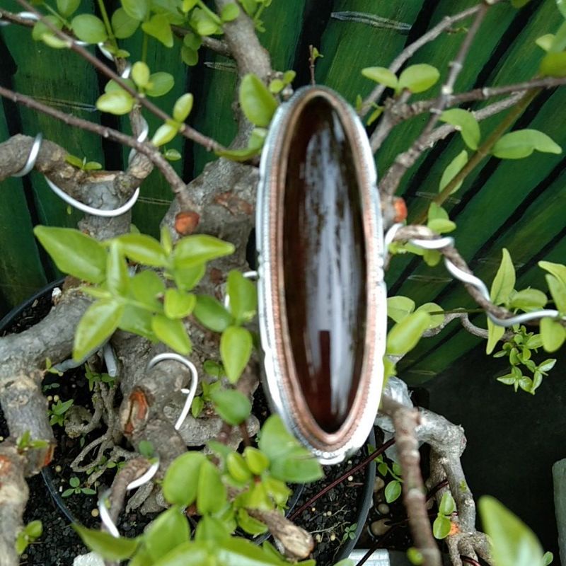 Cincin Pandan Nanas Lumut