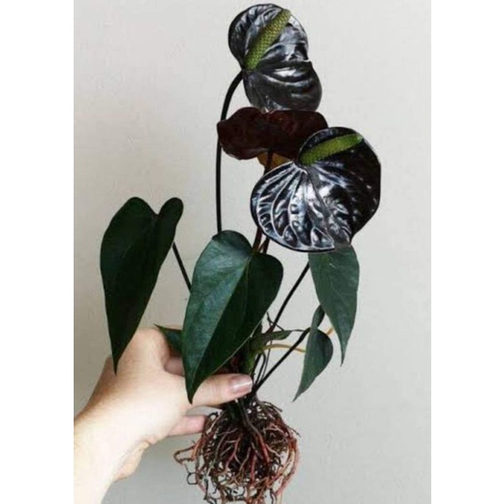 anthurium andreanum bunga hitam(black queen)sudah berbunga