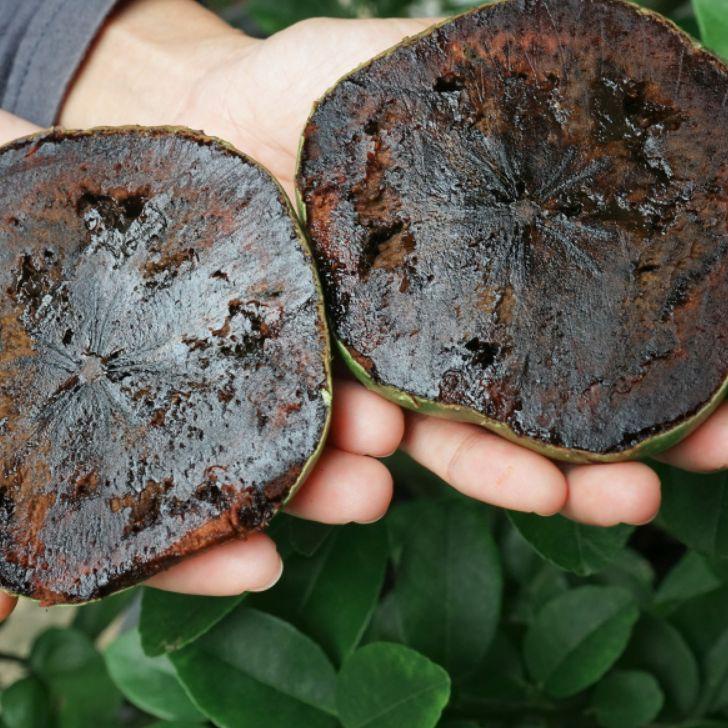 

WER-74 Buah giant black sapote [276]