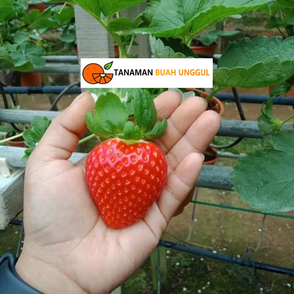 Bibit Strawberry Jumbo Manis Super