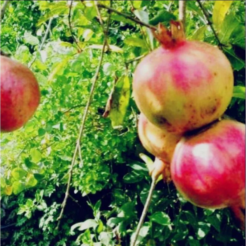 

1 kg BUUAH DELIMA LOKAL MERAH KUNING PUTIH FRESH SEGER SUPER JUMBO