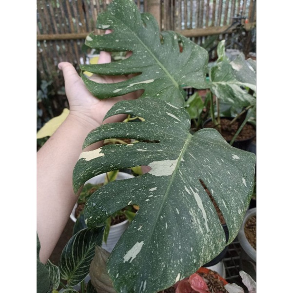 Monstera Thai Constellation