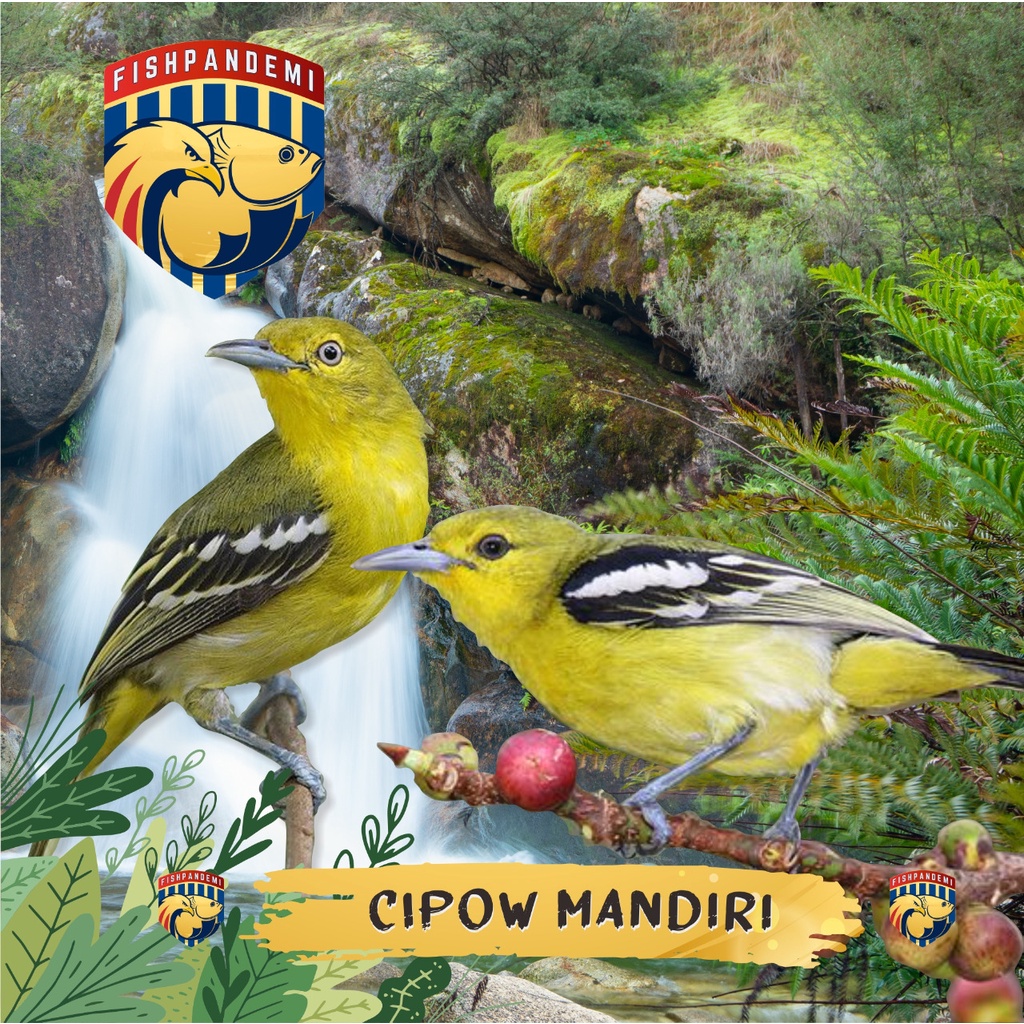 Cipow Mandiri/Cipoh/Sirtu Dewasa Jantan dan Betina