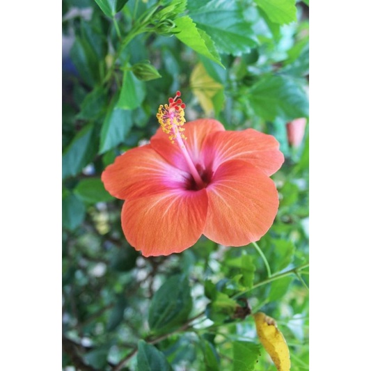 Bibit bunga hibiscus