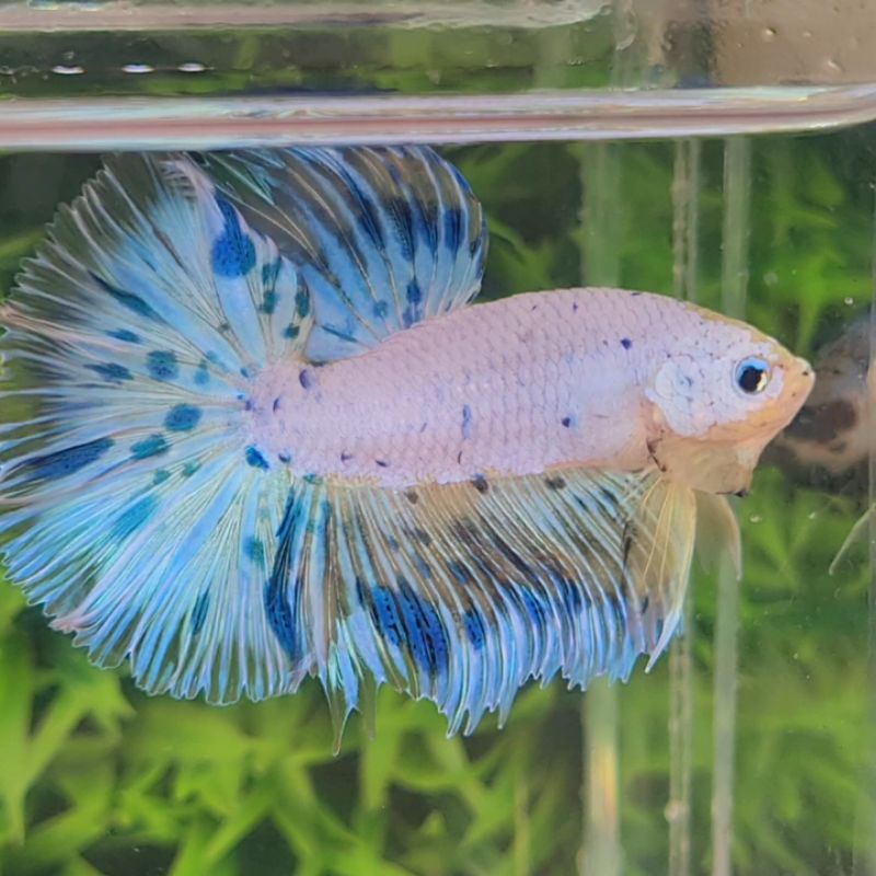 CUPANG GIANT HALFMOON/IKAN CUPANG GIANT HM JANTAN