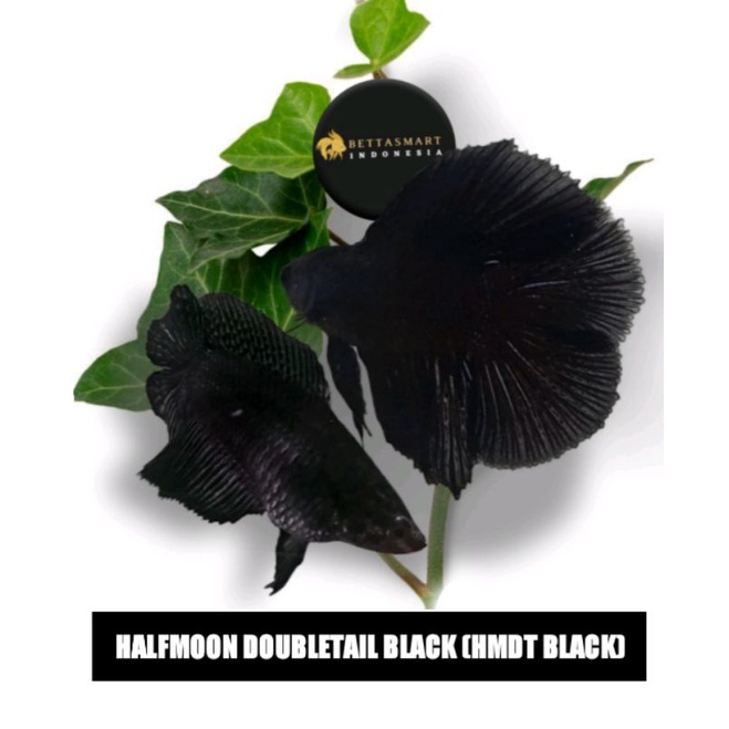 HMDT BLACK FD Sepasang (Male & Female)