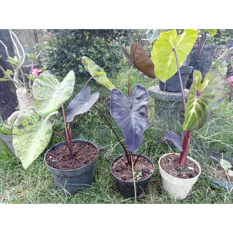 paket colocasia (black coral, Mujito, white lava)
