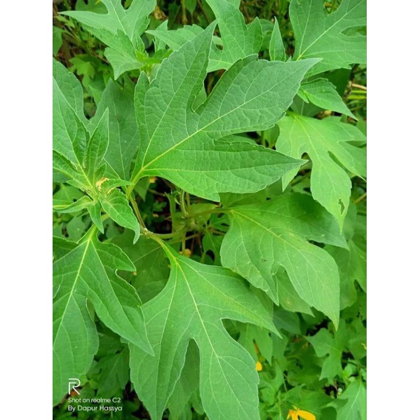 

DAUN INSULIN SEGAR 200 gram