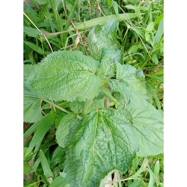 

daun bandotan fresh 1 kg
