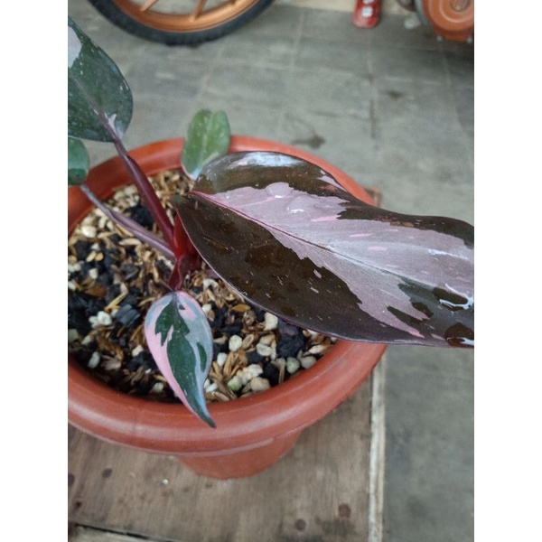 Philodendron Pink Princes Marble