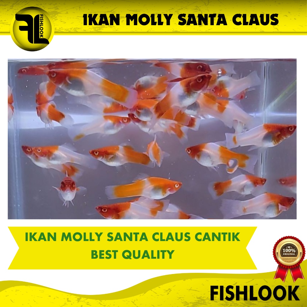 ikan hias aquascape moly santa claus