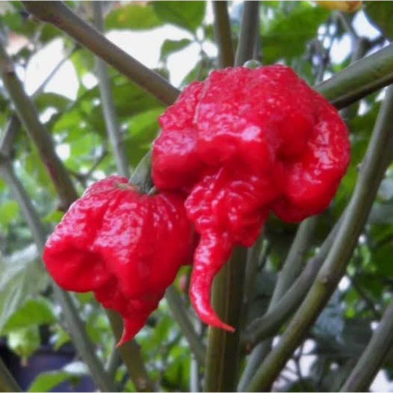 2 Bibit Cabe Carolina Reaper Merah Benih Cabai Rekor Terpedas di Dunia Kualitas Premium Sayuran Red