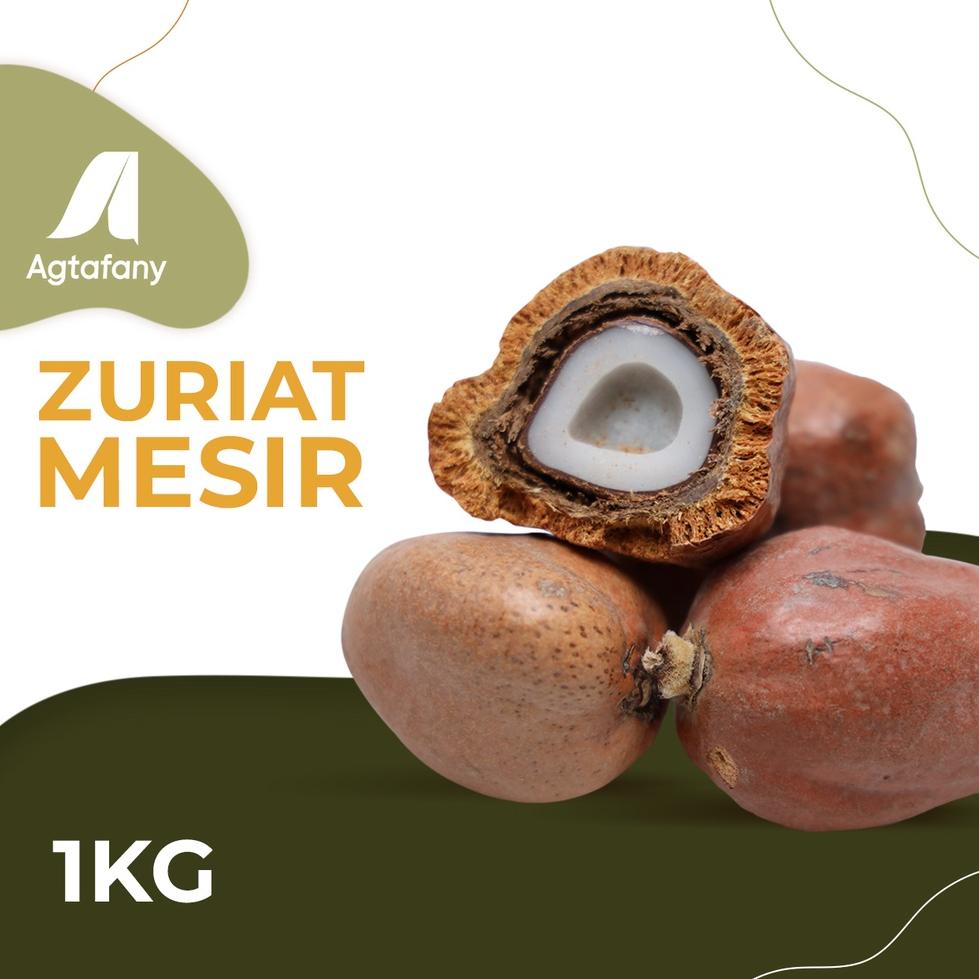 

⇄ 1 Kg Buah Zuriat Mesir Sudah Dibelah | Buah Zuriyat Doum Promil Free Tespek ゐ