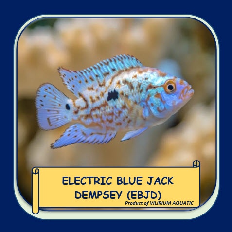 IKAN HIAS AIR TAWAR - ELECTRIC BLUE JACK DEMPSEY (EBJD) CICHLID (±4cm)