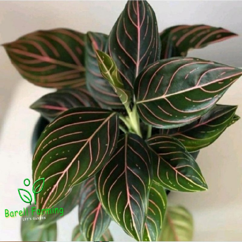 Termurah aglonema rotundum tiger - tanaman hias aglonema rotundum tiger aglonema rotundum aceh