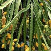 Terlaris FRESH Bibit Buah Naga Kuning Super Bibit Buah Naga Kuning okulasi Bibit Buah Naga Kuning Ta