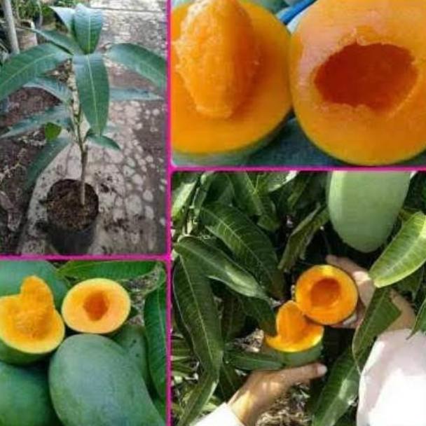 BIBIT MANGGA ALPUKAT