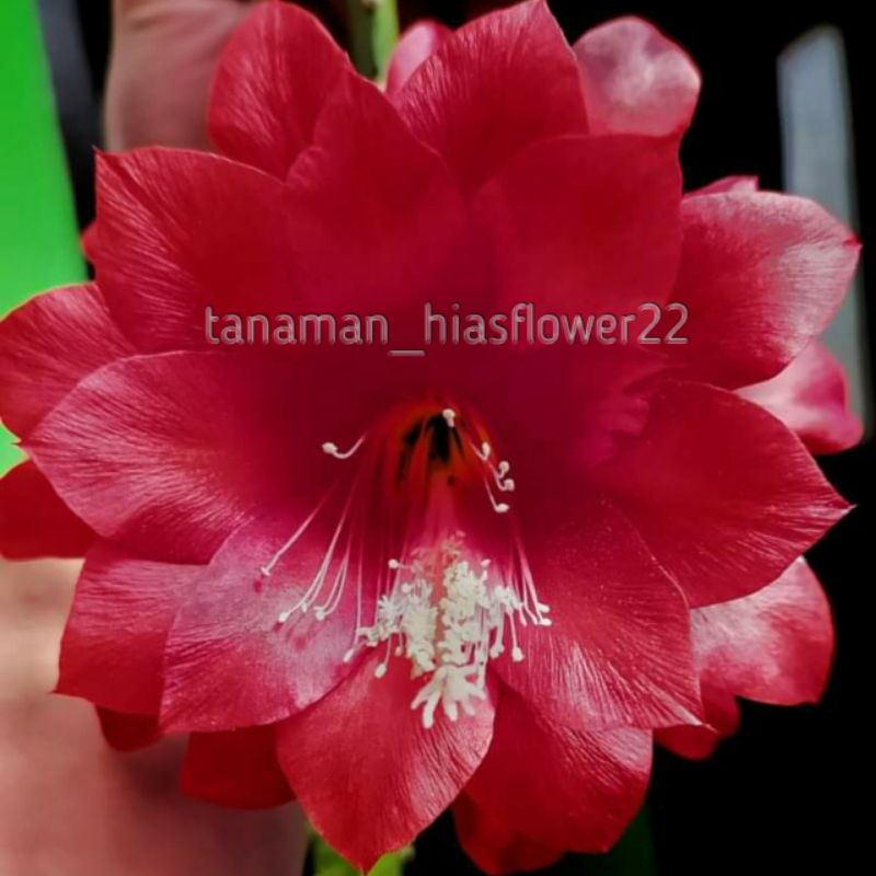 Bibit tanaman wijaya kusuma disocactus ackermanii 100% ori bergaransi sampai berbunga/epiphyllum