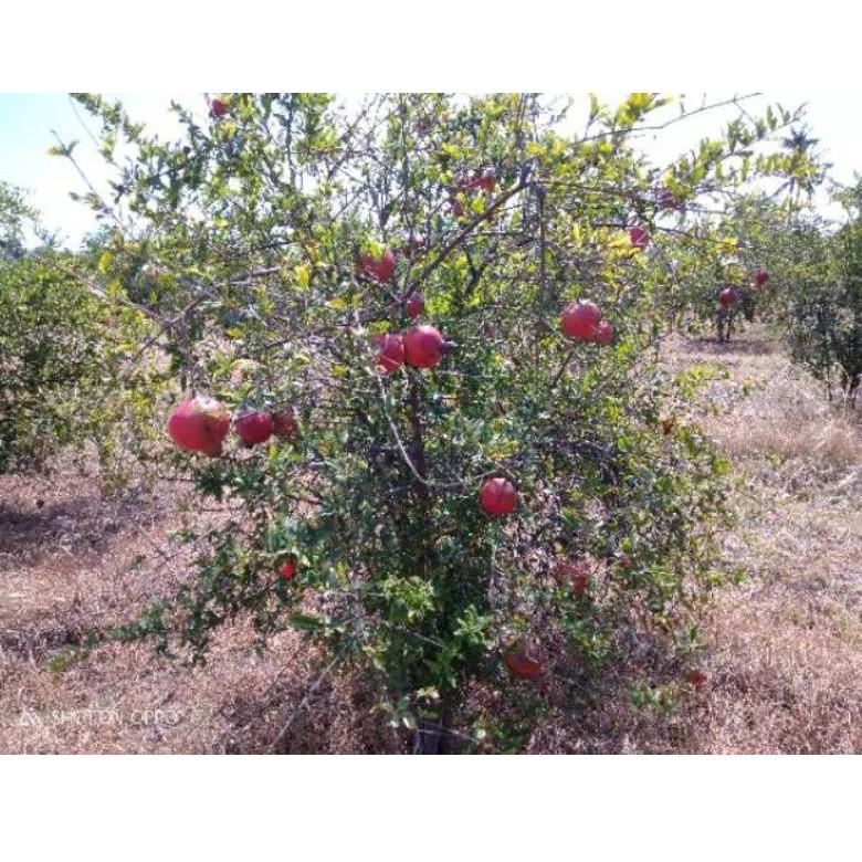 

↛ Buah Delima Merah Spanyol MANIS, BIJI, LUNAK uk besar perbuah ど