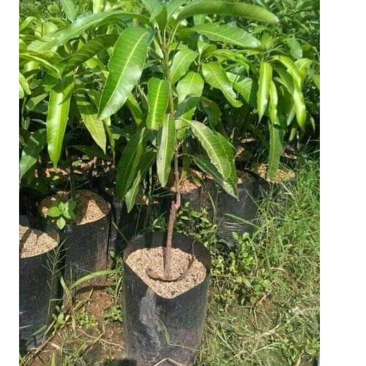 WOW BANGET BIBIT MANGGA LALIJIWO MADU JUMBO MANIS # 876