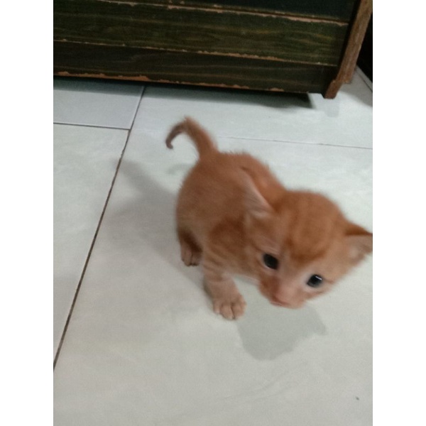 OPEN ADOPT KITTEN CAMPURAN PERSIA MIXDOM KUCING KAMPUNG USIA SEBULAN