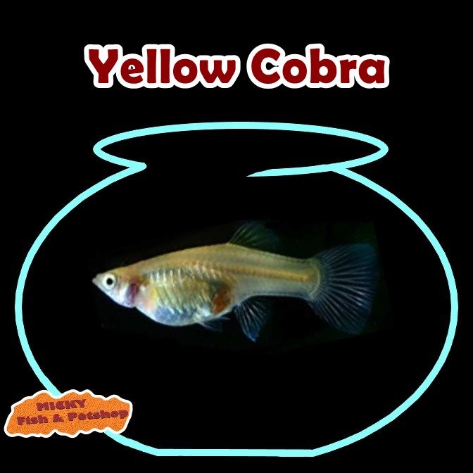 BETINA Yellow Cobra Grade Indukan Guppy
