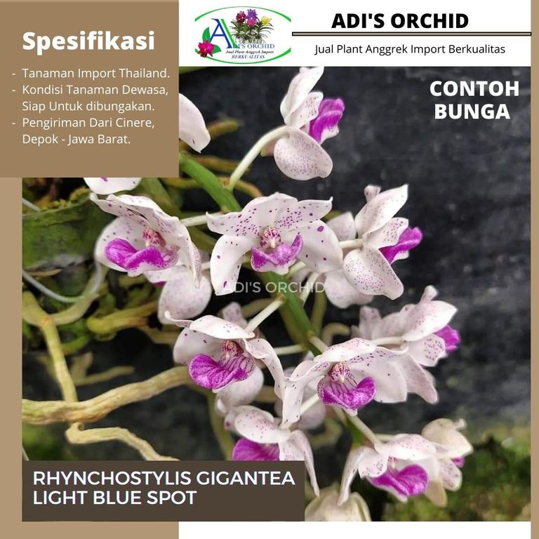 Anggrek Rhynchotilys Gigantea Light Blue Spot