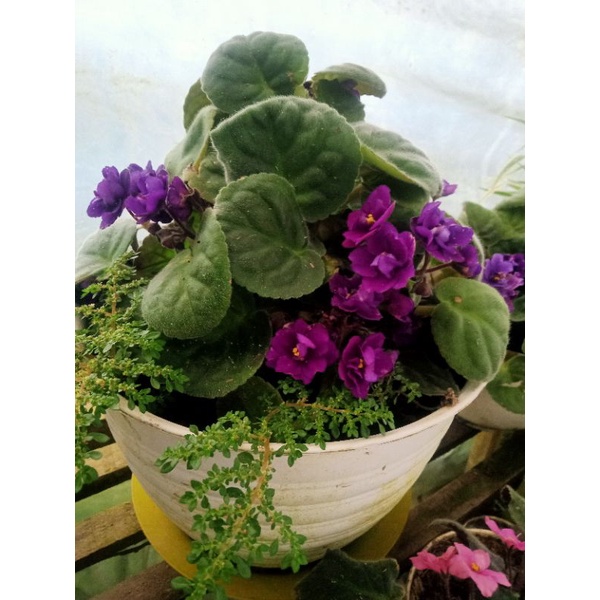 Bibit violces bunga ungu tumpuk