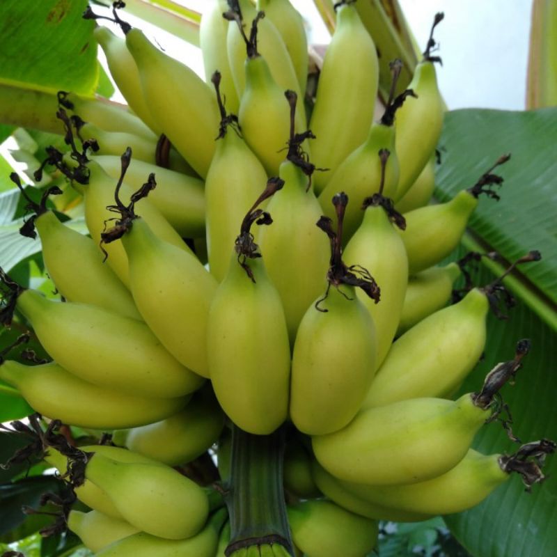 PISANG BARLIN/PISANG ULIN BUAH SEGAR PER SISIR